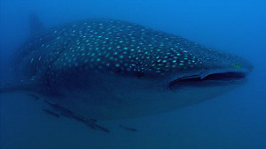 Whale shark in Sodwana, South Africa by Charles Wright 
